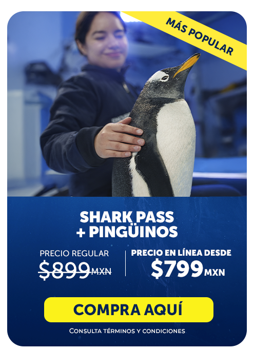 SHARK PASS PINGUINOS 6.15.13 p.m